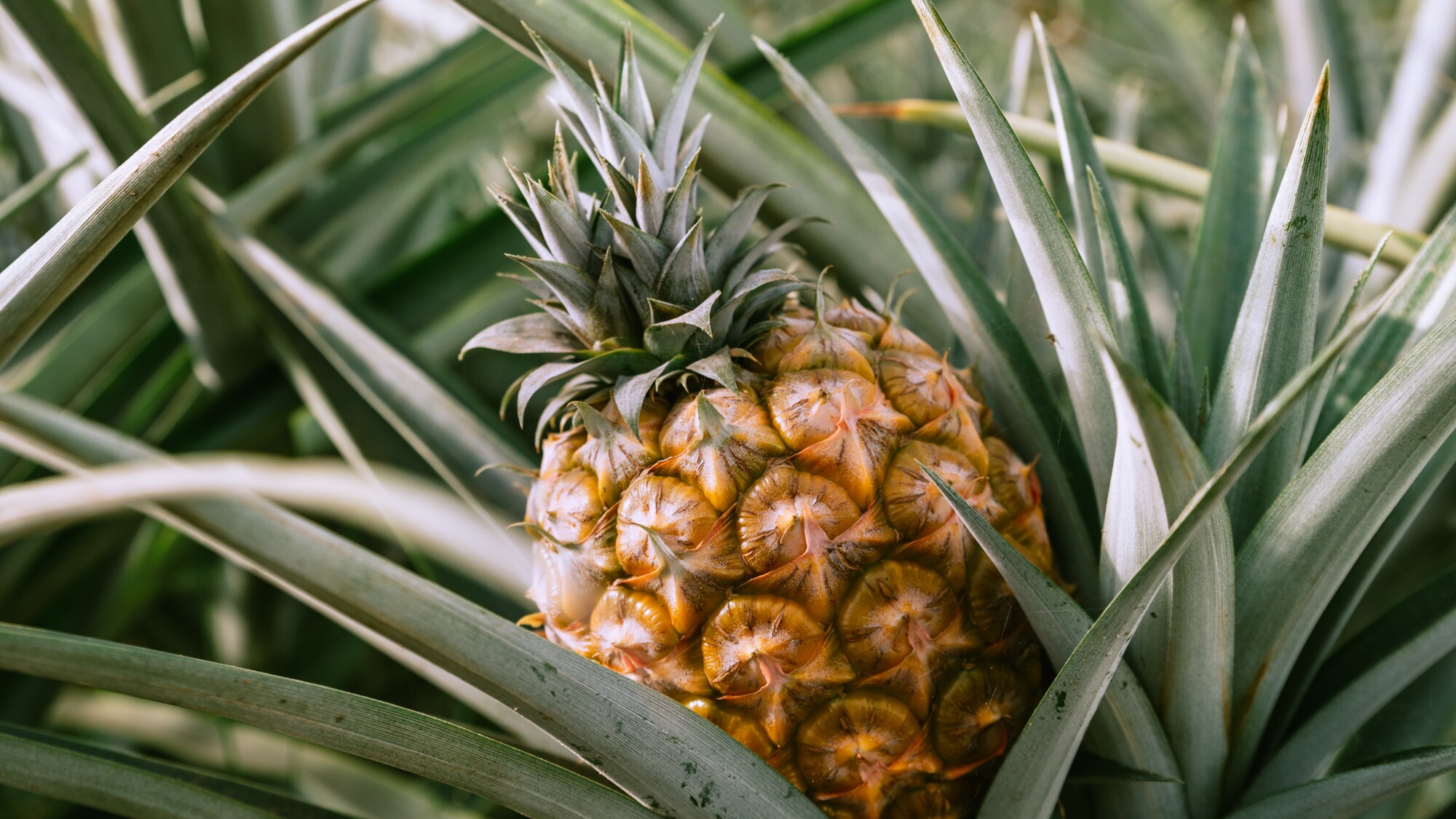 Et visitez une plantation d'ananas