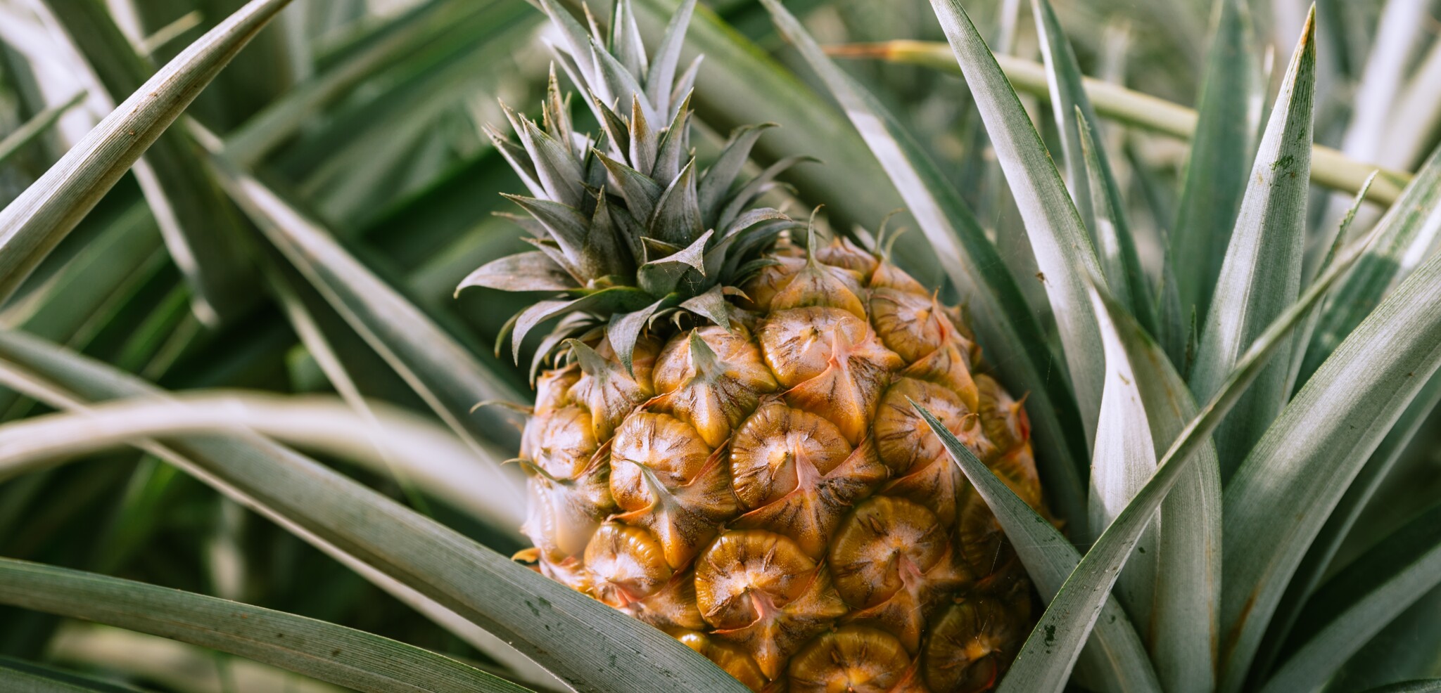 Et visitez une plantation d'ananas