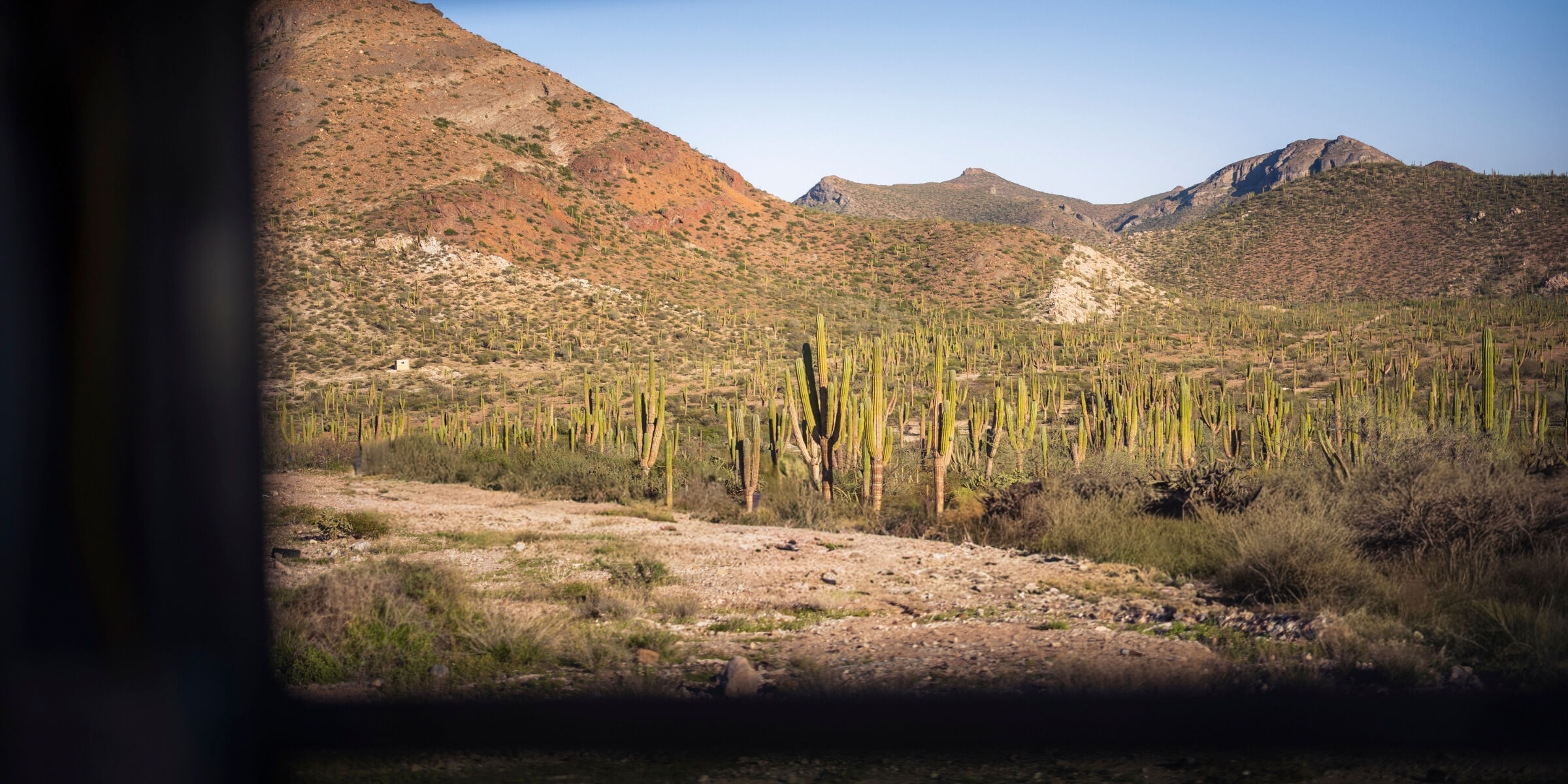 Désert de cactus entre Balandra et Telocote, Baja California, Mexique ©Julien Fabro