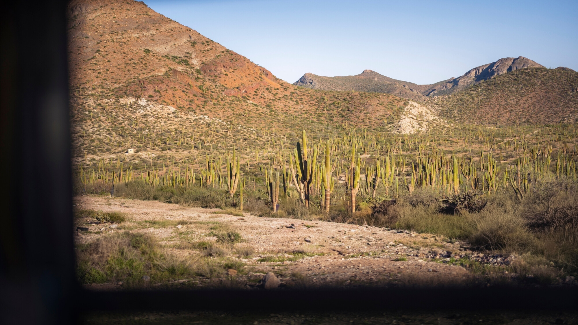 Désert de cactus entre Balandra et Telocote, Baja California, Mexique ©Julien Fabro