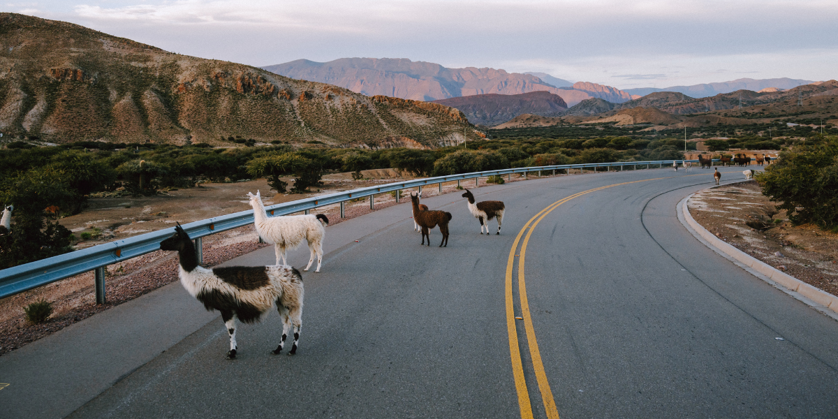 Les rencontres au fil de la route 