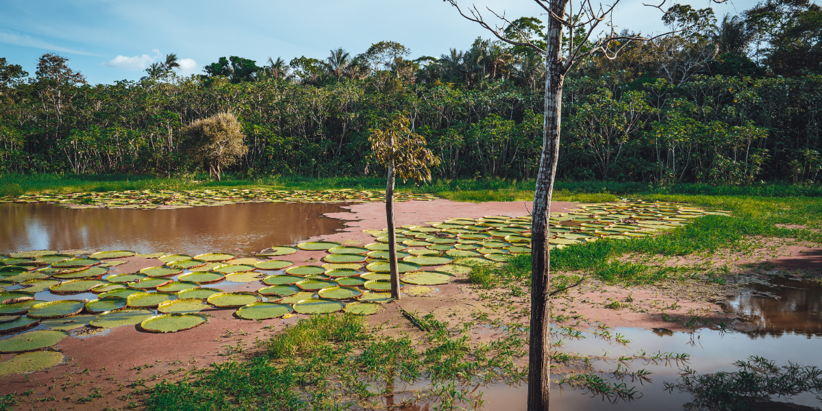 Pour admirer les nénuphars géants
