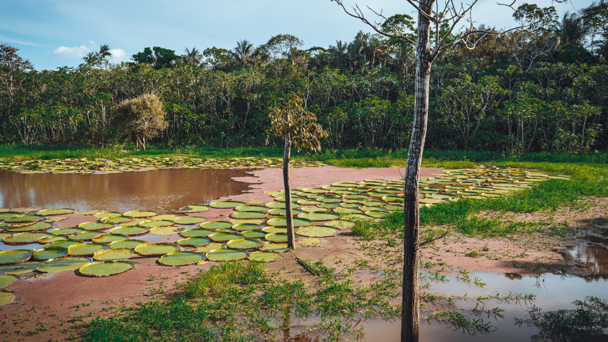 Pour admirer les nénuphars géants