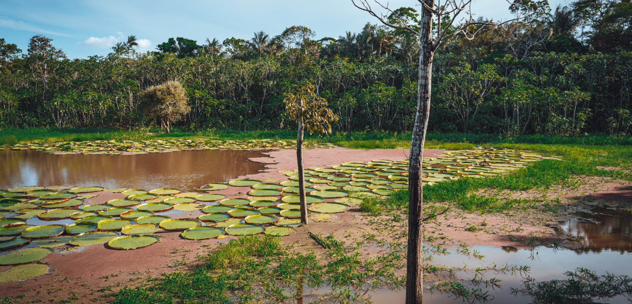 Pour admirer les nénuphars géants