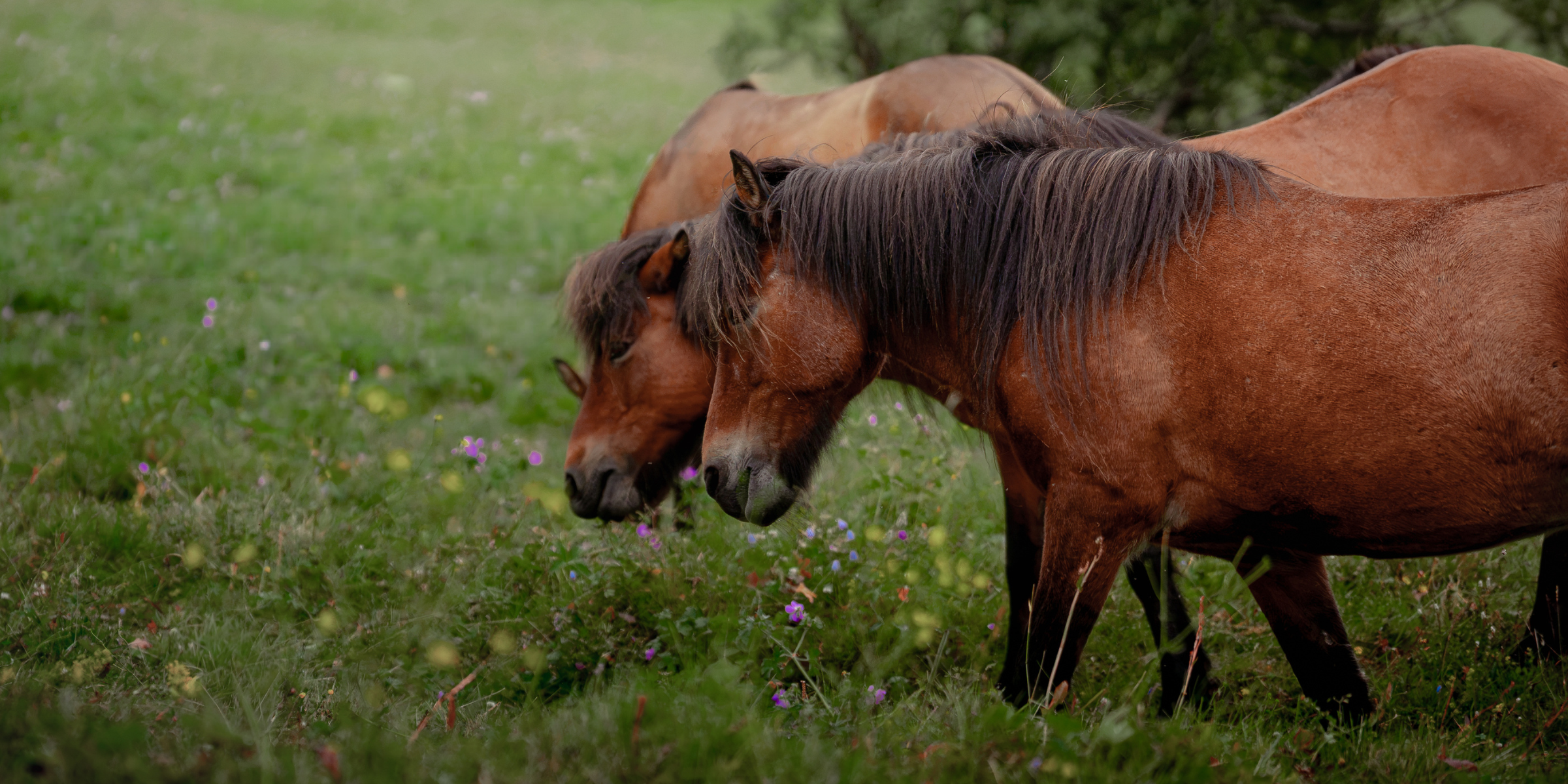 Chevaux, Islande ©Jeremy Couffite 