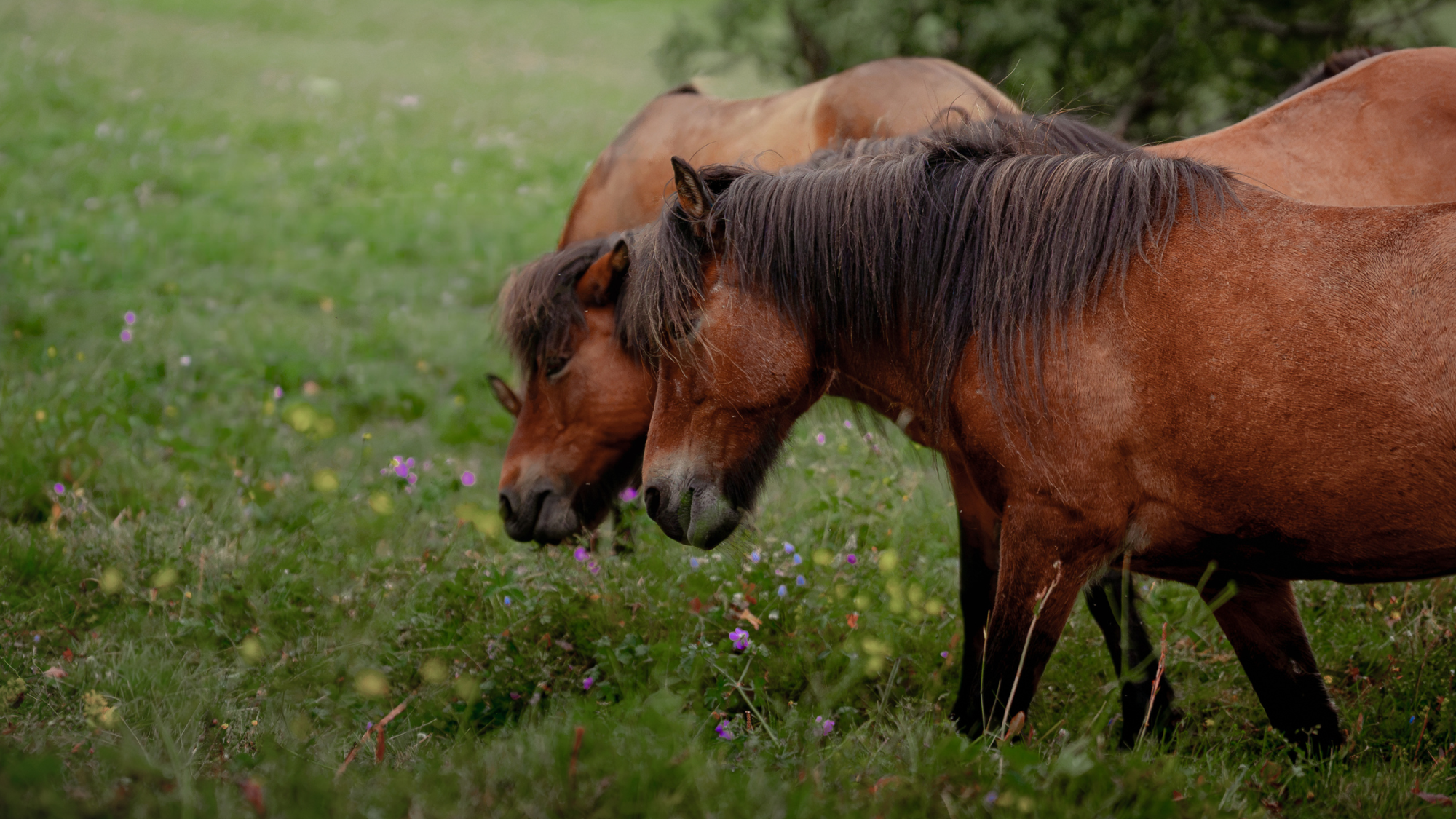 Chevaux, Islande ©Jeremy Couffite
