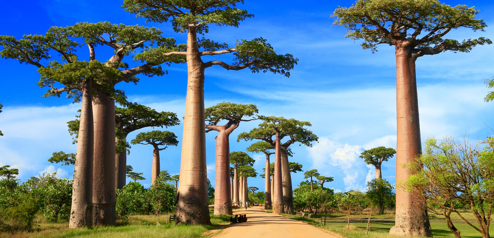 Faites une pause sur la fameuse Allée des Baobab