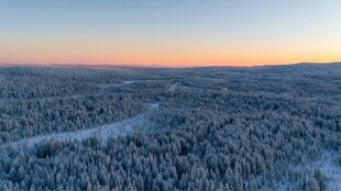 Parc national de Salla, Finlande ©Felix Rottmann / Unsplash