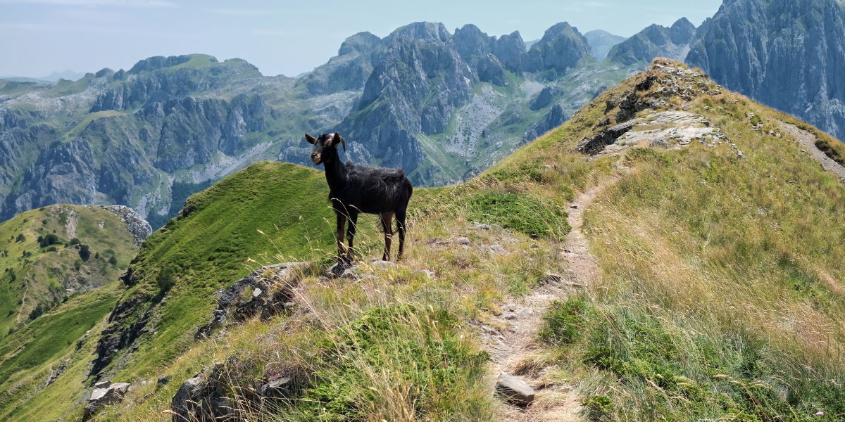 Une immersion dans la beauté sauvage des Balkans et de sa faune - jours 2 à 7 