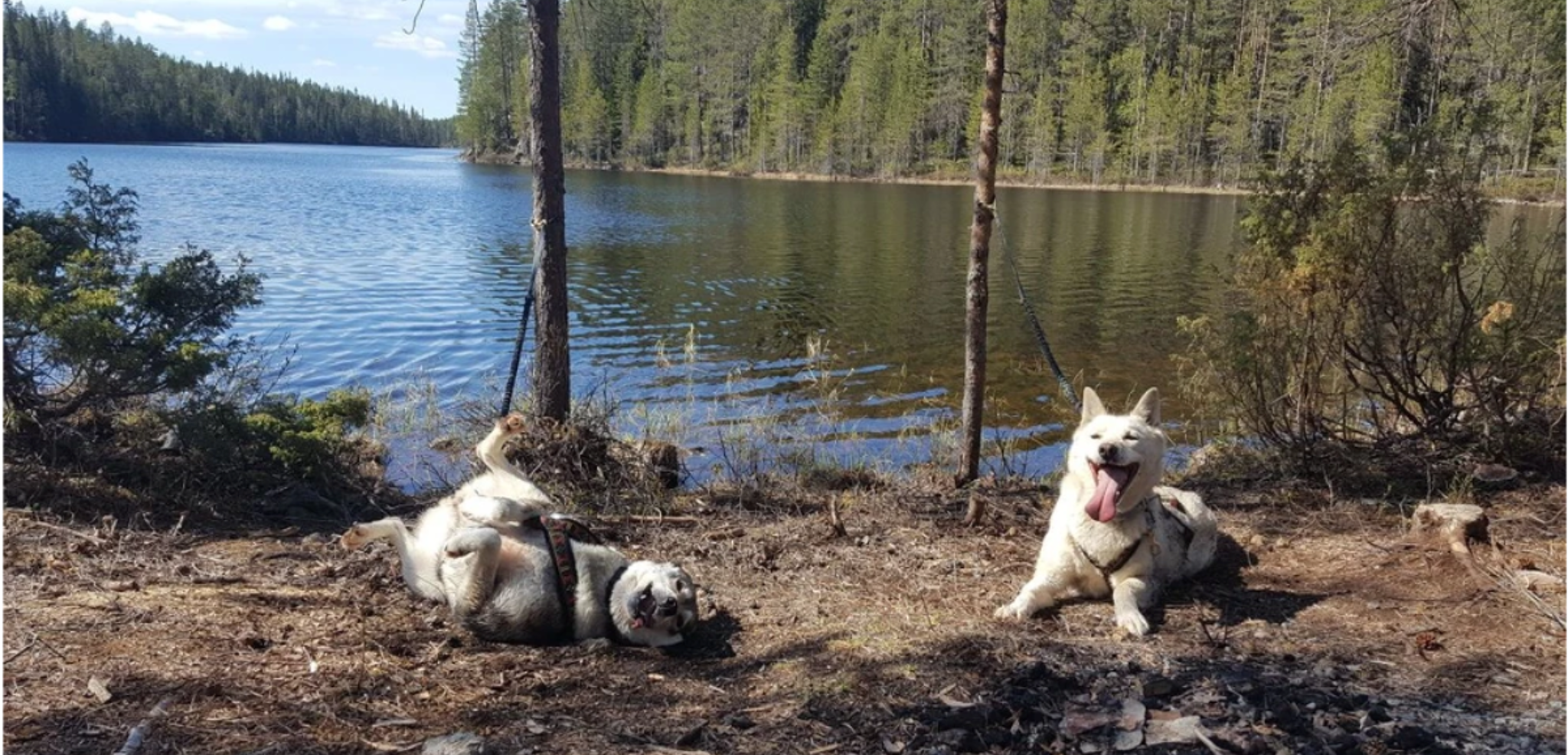 En bonne compagnie !