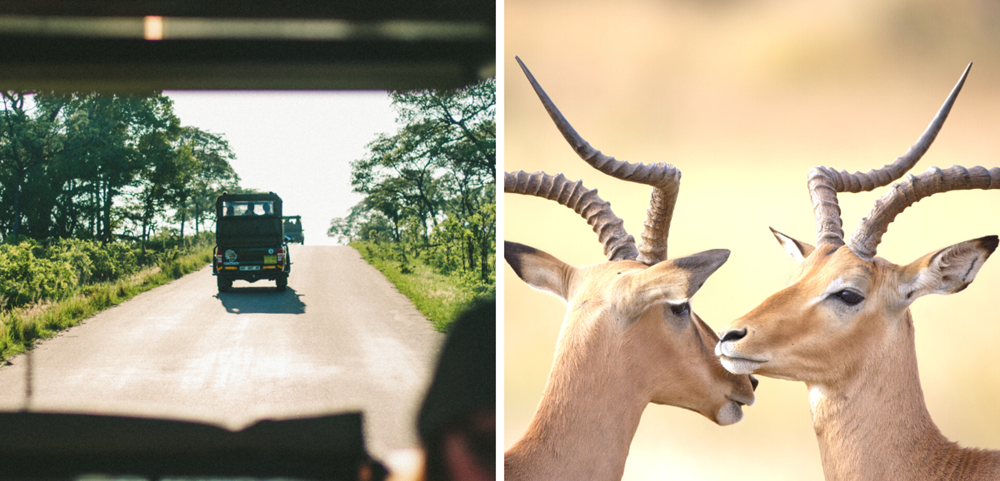 Journée complète de safari en 4x4 dans le Parc national Kruger
