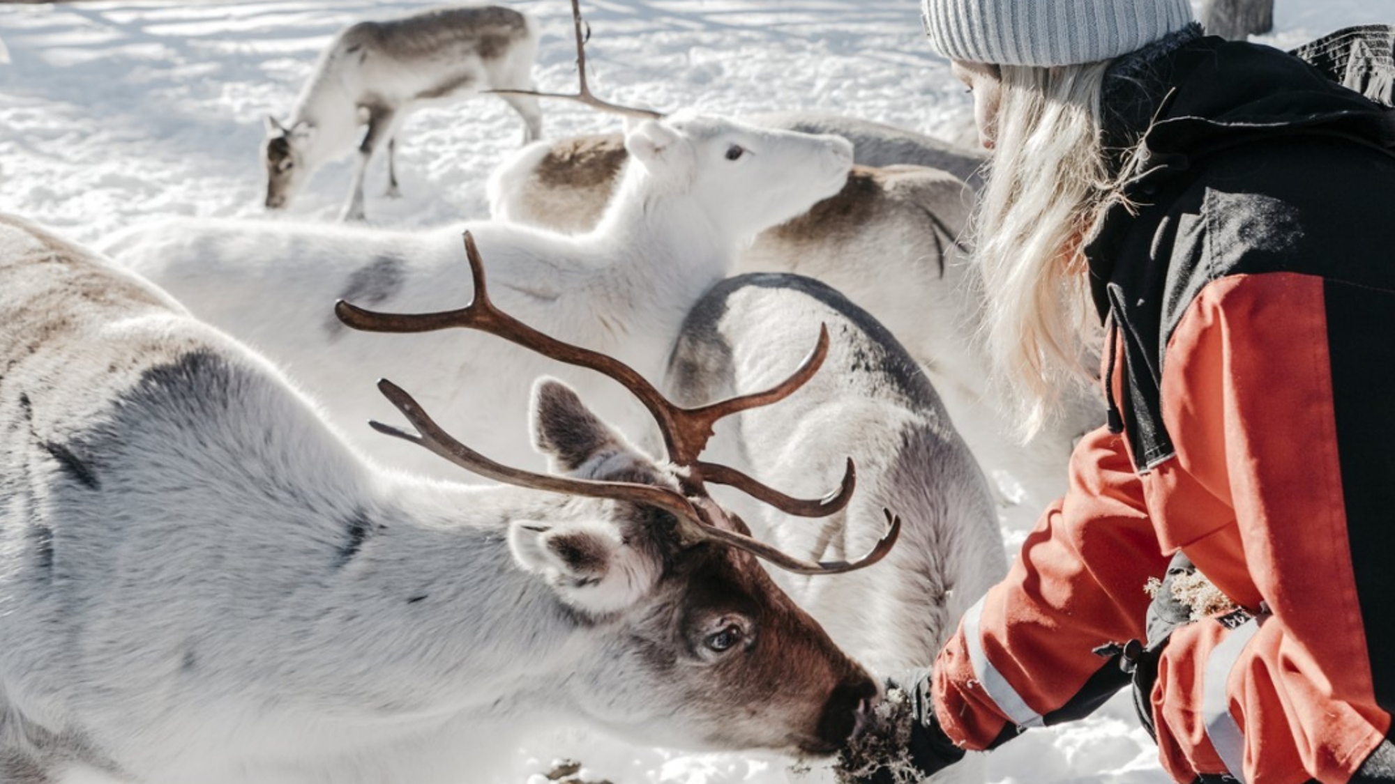 Rendez-vous dans une ferme de rennes