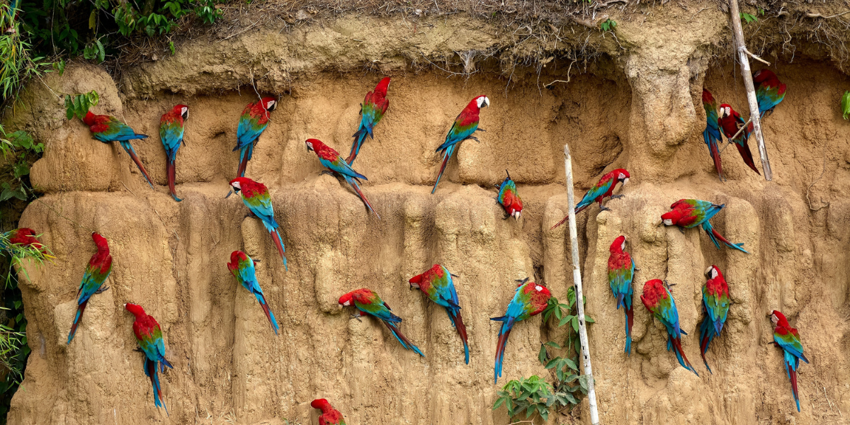 Les perroquets et aras multicolores 