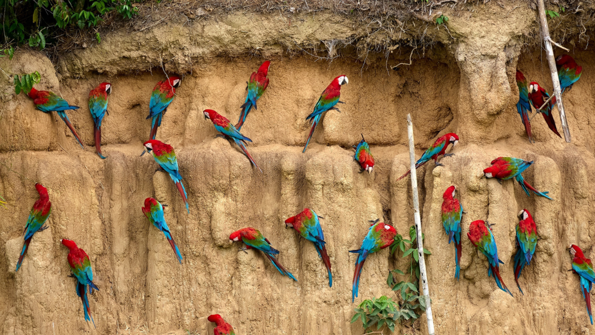 Les perroquets et aras multicolores