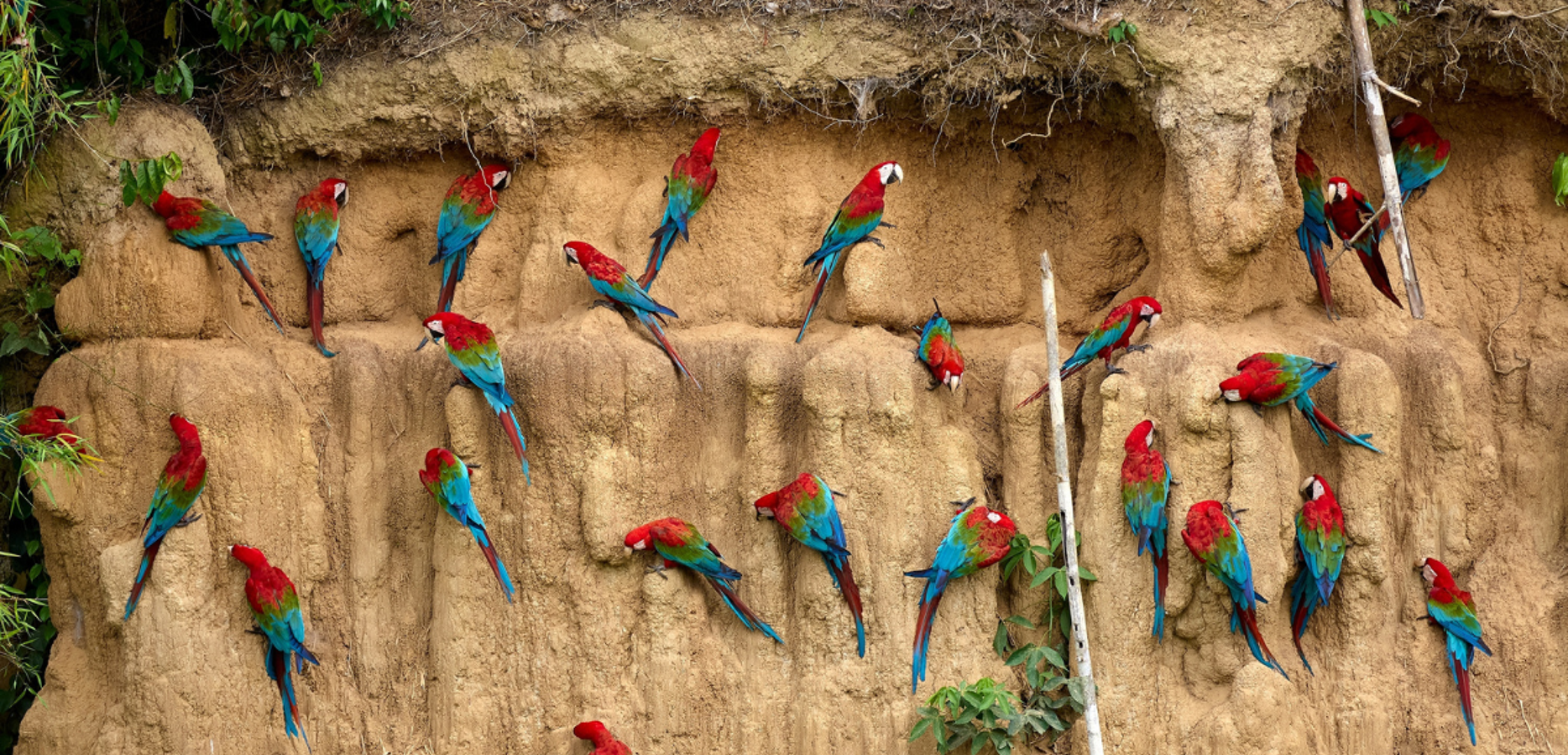 Les perroquets et aras multicolores