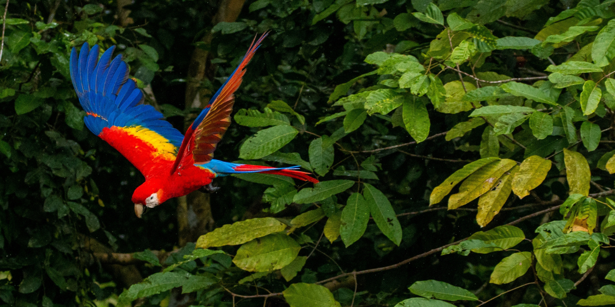 Observation des guacamayas, Chiapas, Mexique 