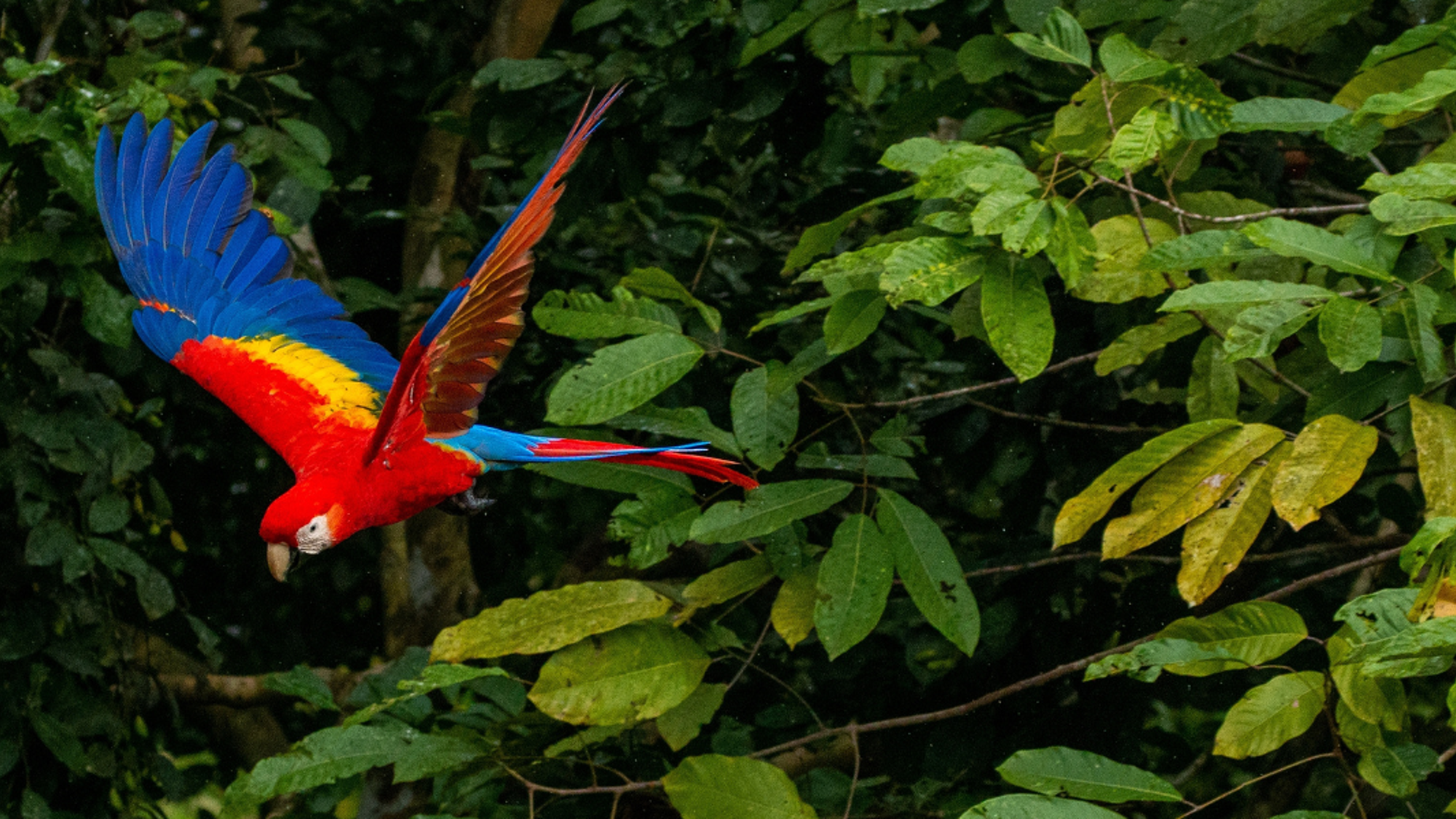 Observation des guacamayas, Chiapas, Mexique
