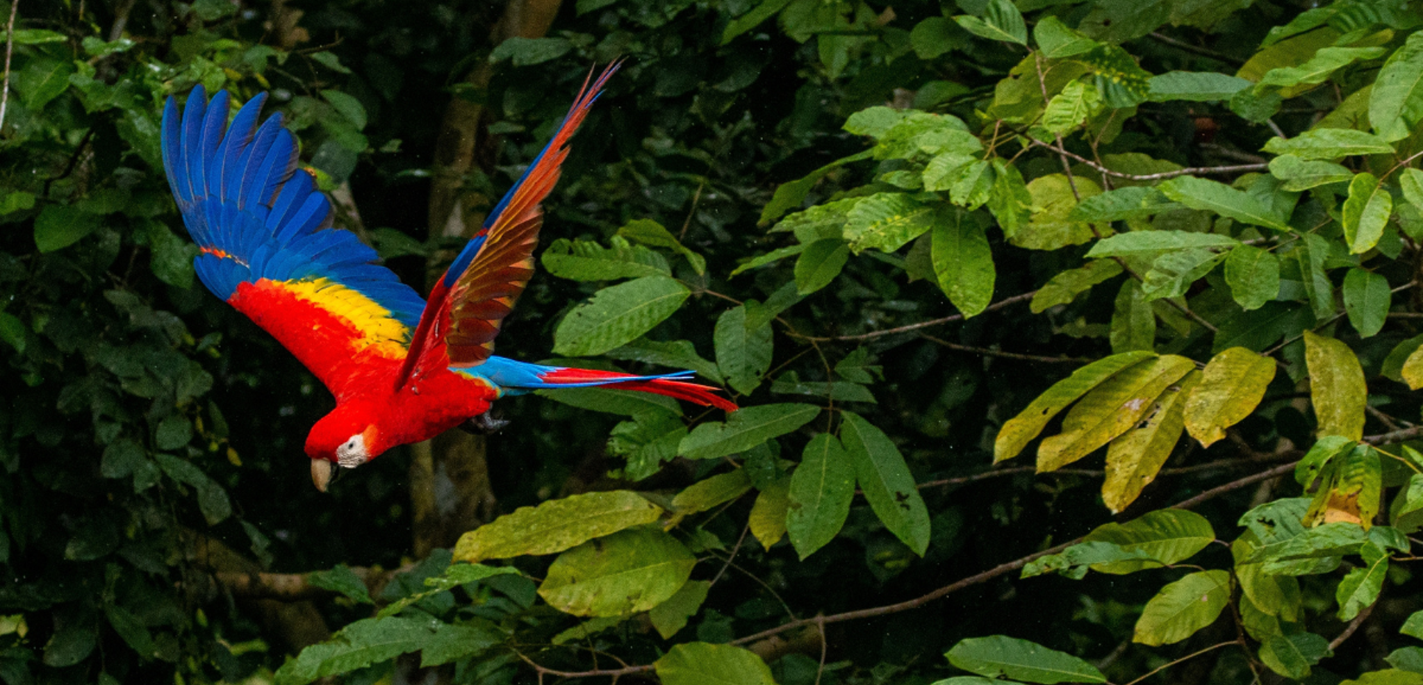 Observation des guacamayas, Chiapas, Mexique