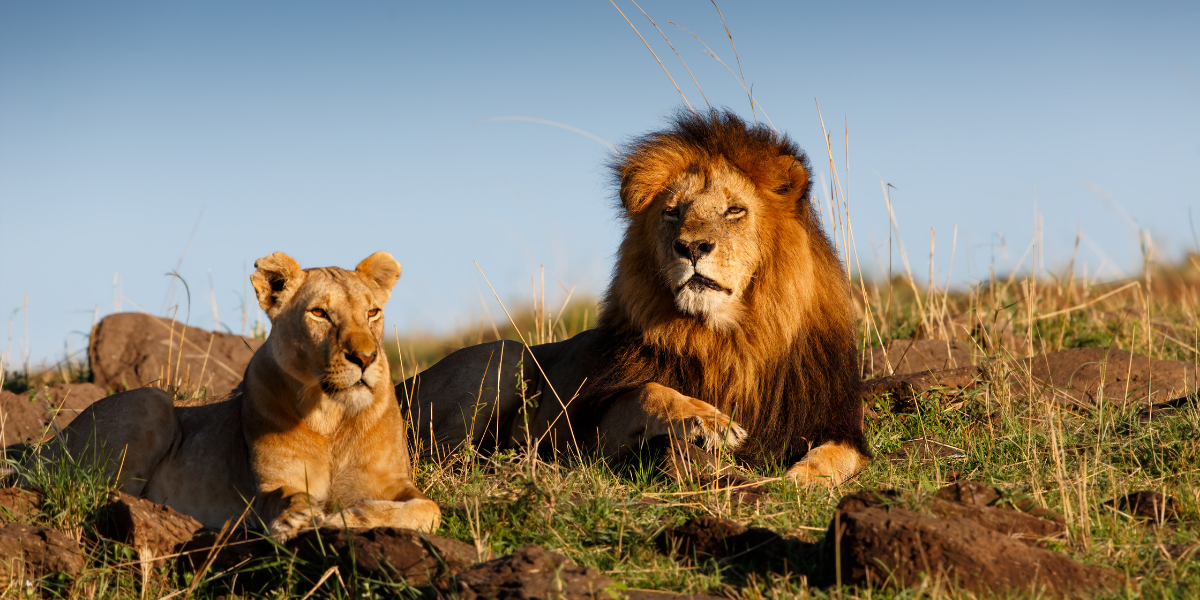 A la recherche des "Big 5"