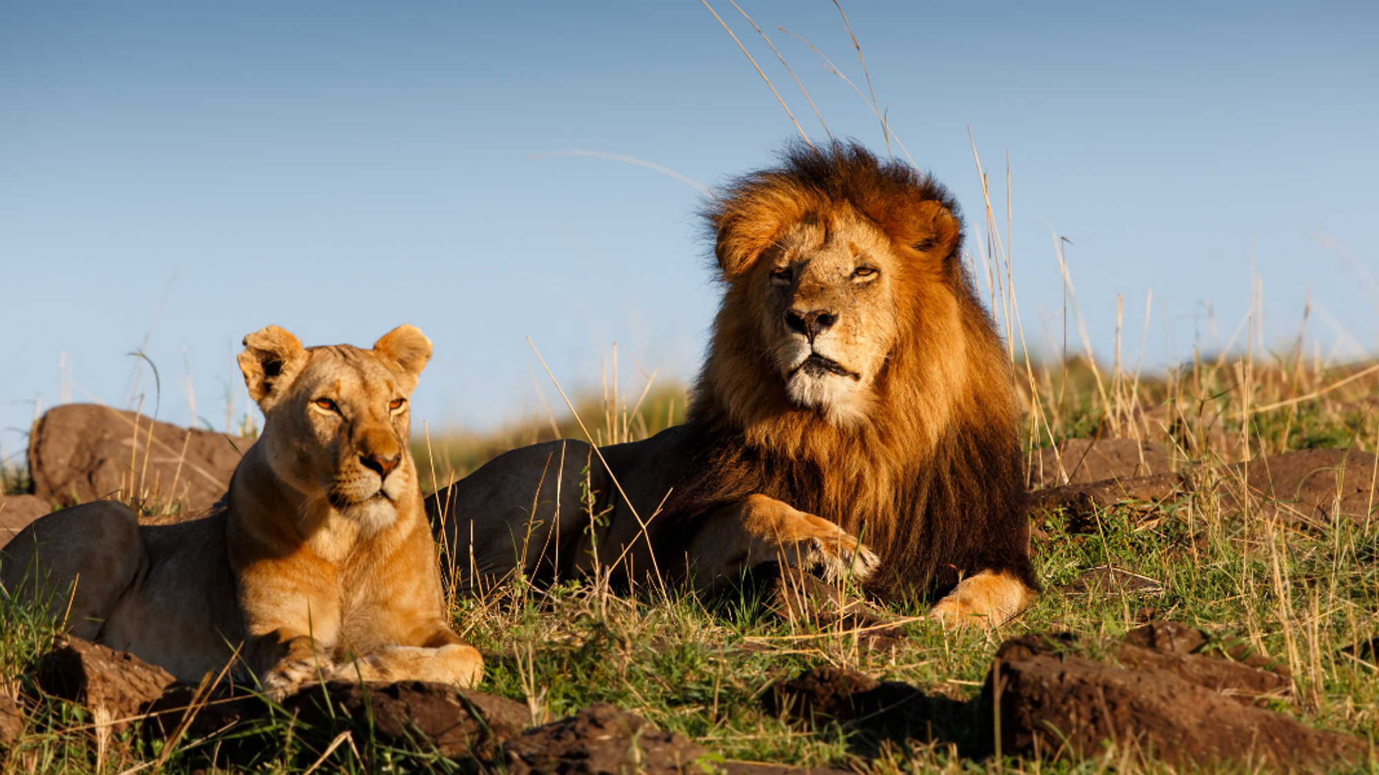 A la recherche des "Big 5"