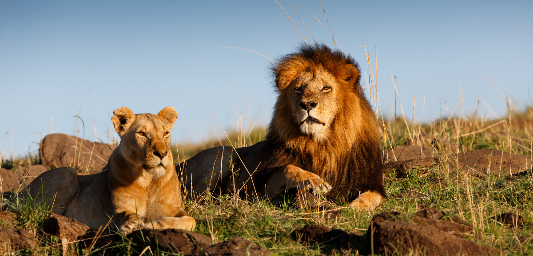 A la recherche des "Big 5"