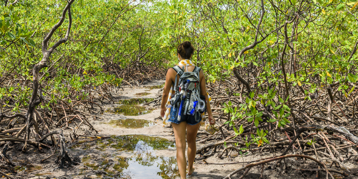 Randonnez à travers les mangroves à Boipeba