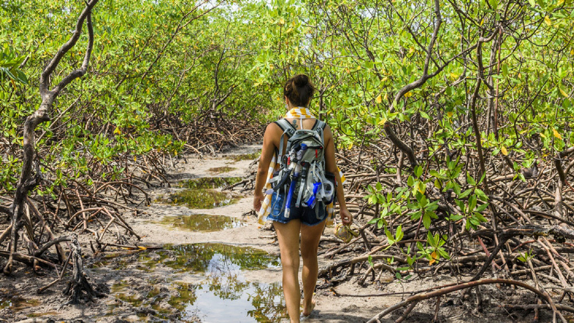 Randonnez à travers les mangroves à Boipeba