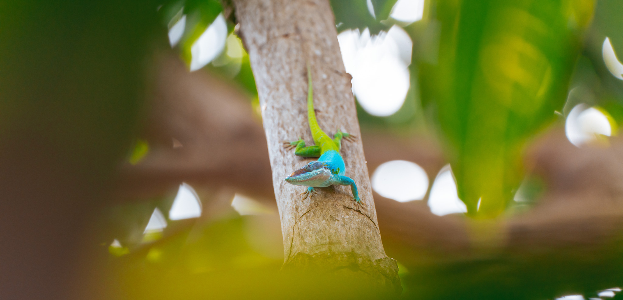 Sierra Rosario Biosphere Reserve, Pinar del Río, Cuba
