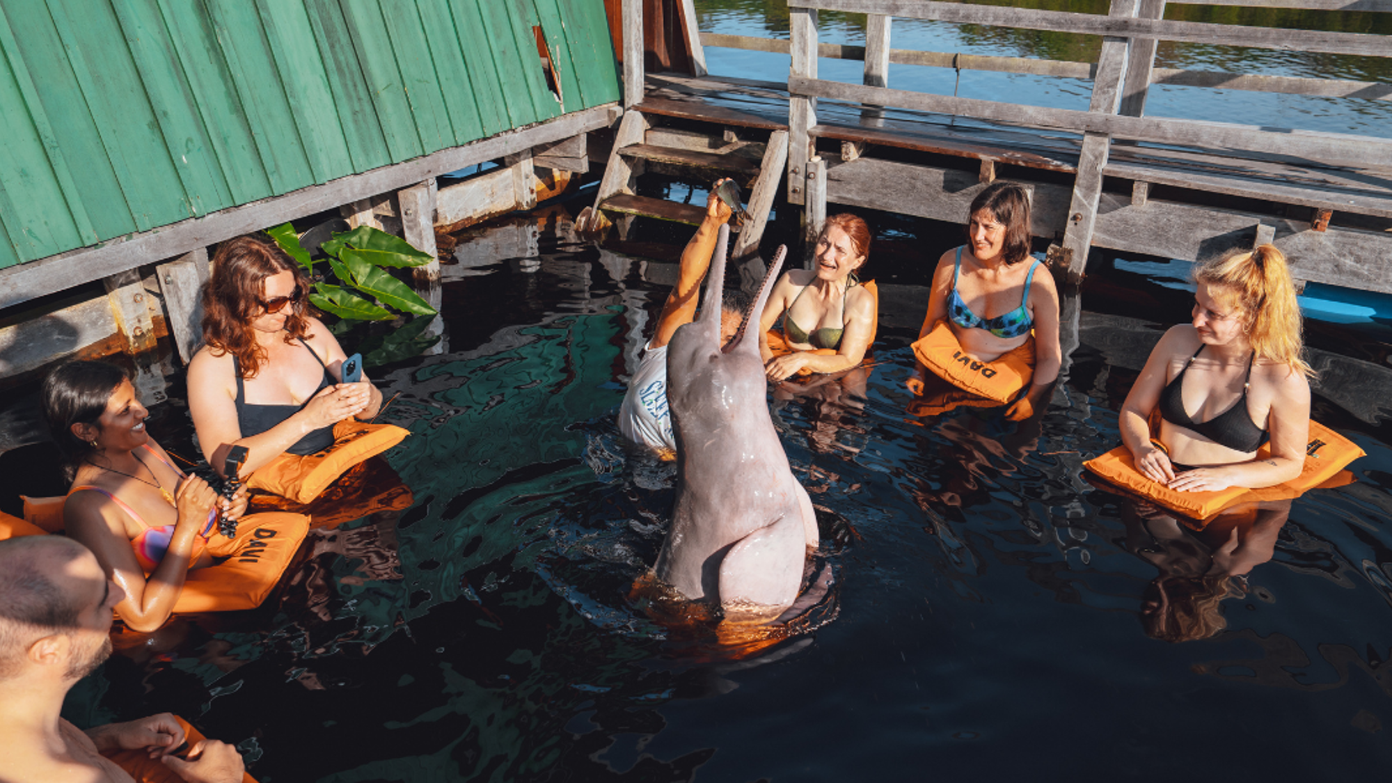 Nouvelle baignade avec les dauphins roses