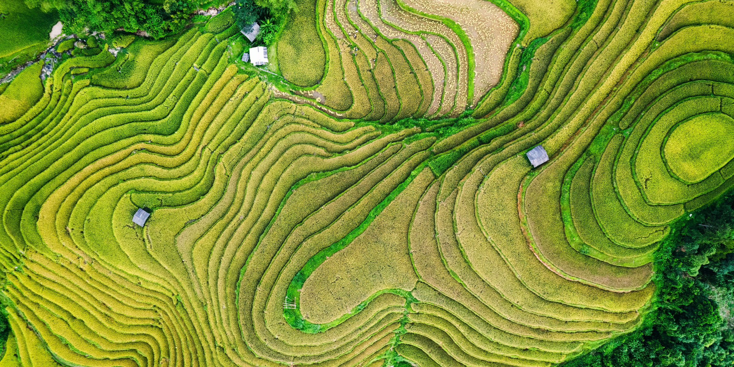 Rizières en terrasse, Ha Giang, Vietnam 
