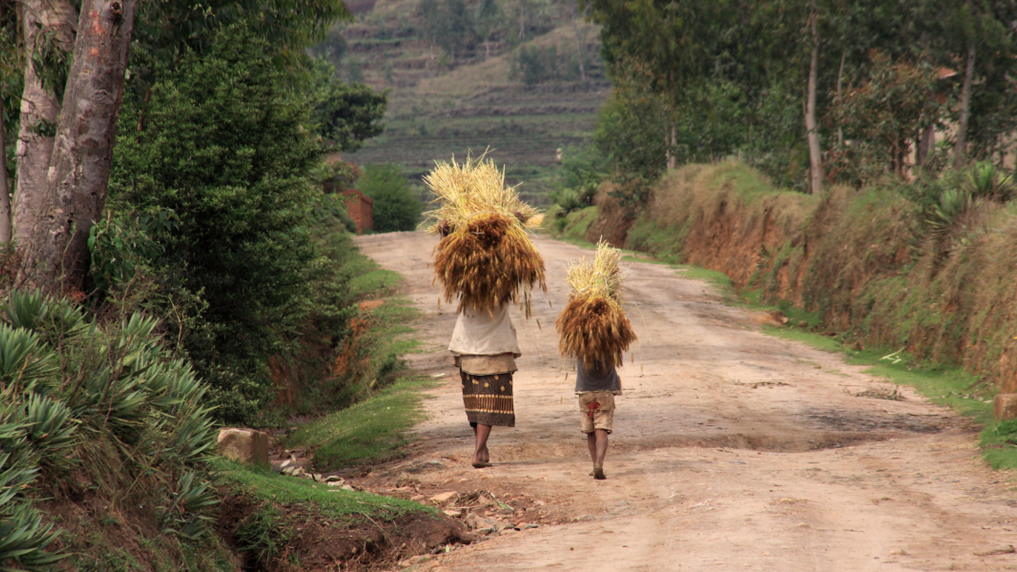 Campagne malgache, Madagascar