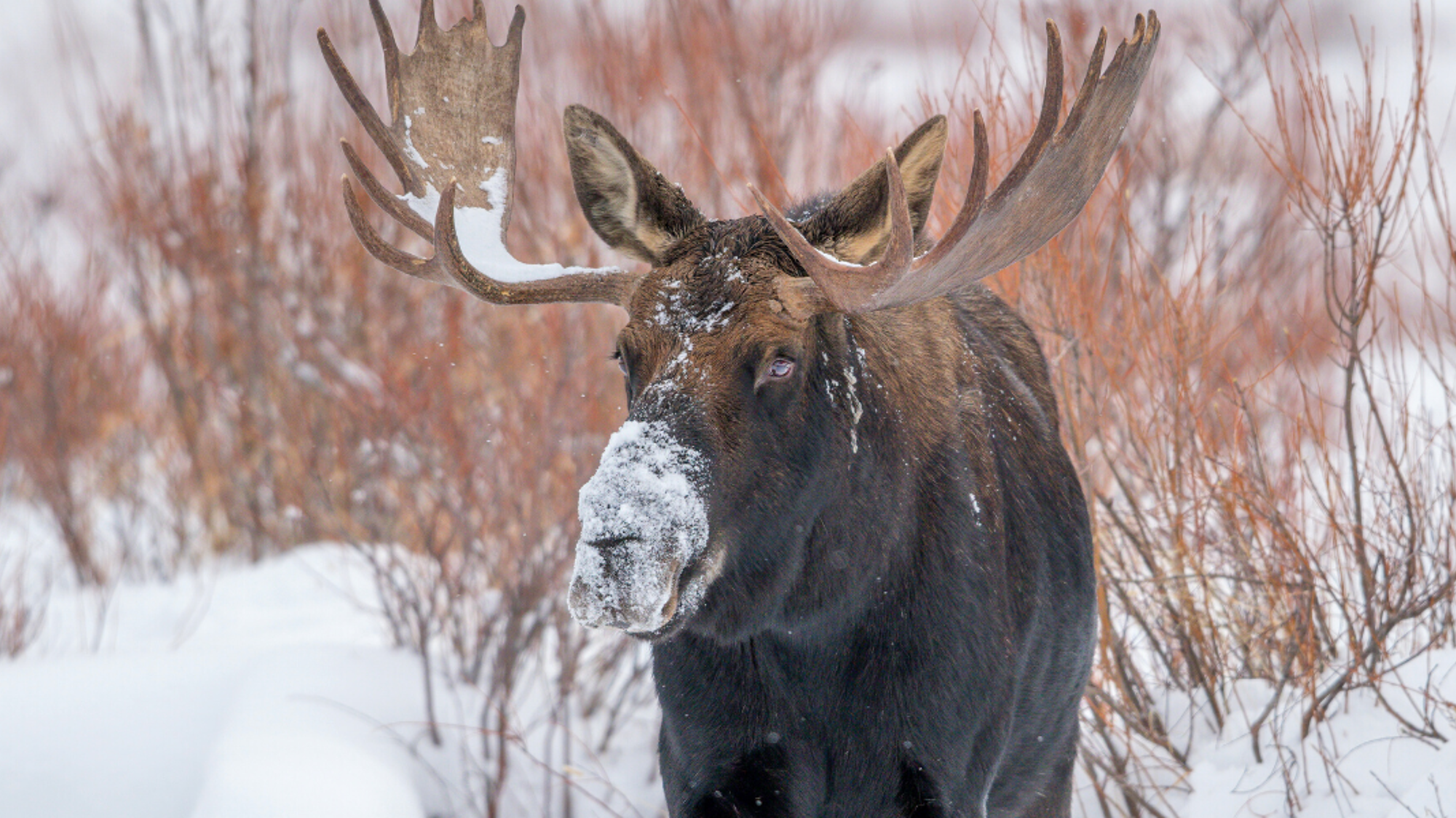 Ouvrez grands les yeux, vous croiserez peut-être des élans !