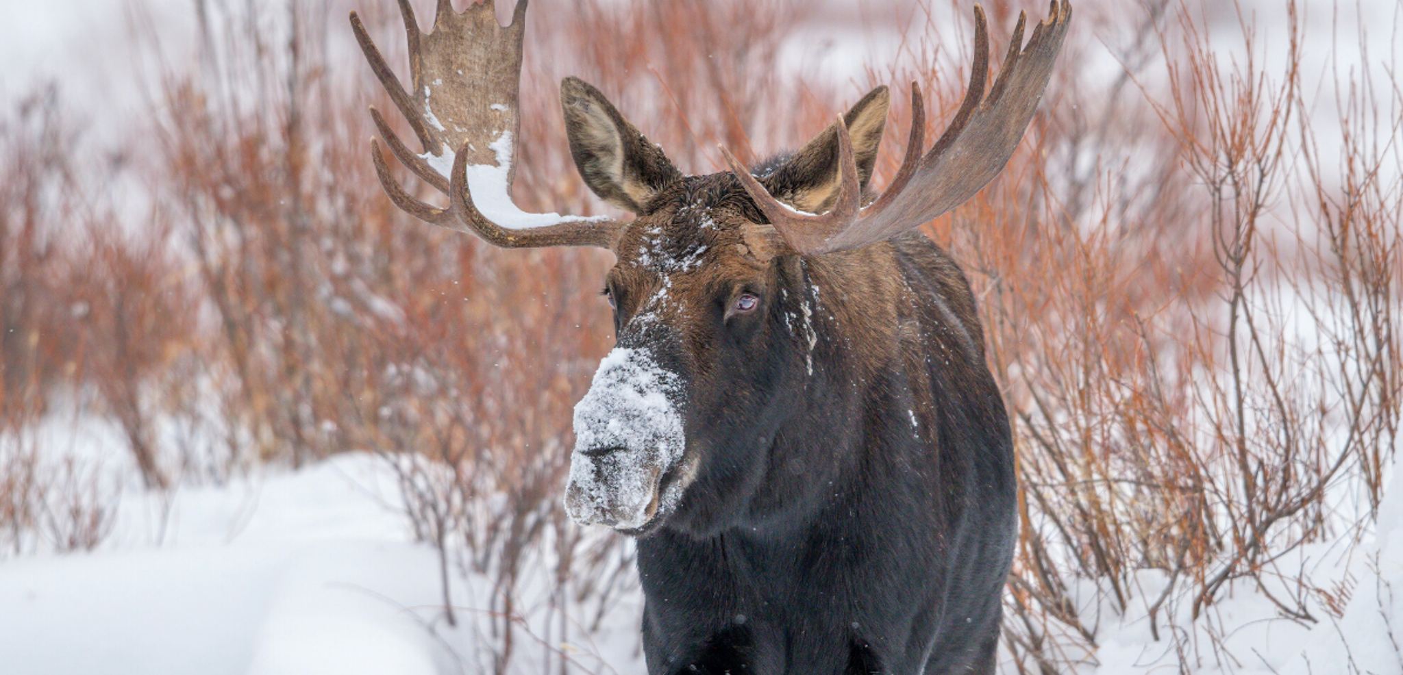 Ouvrez grands les yeux, vous croiserez peut-être des élans !