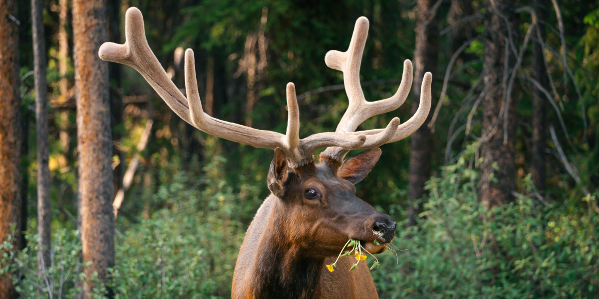 La rencontre avec la faune locale 