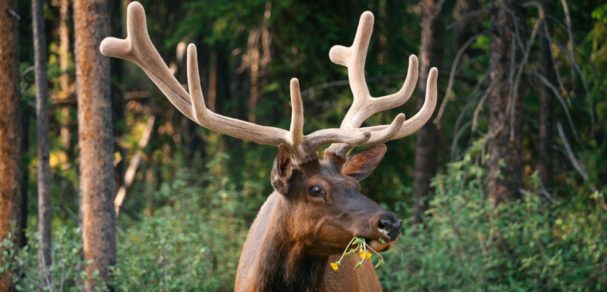 La rencontre avec la faune locale