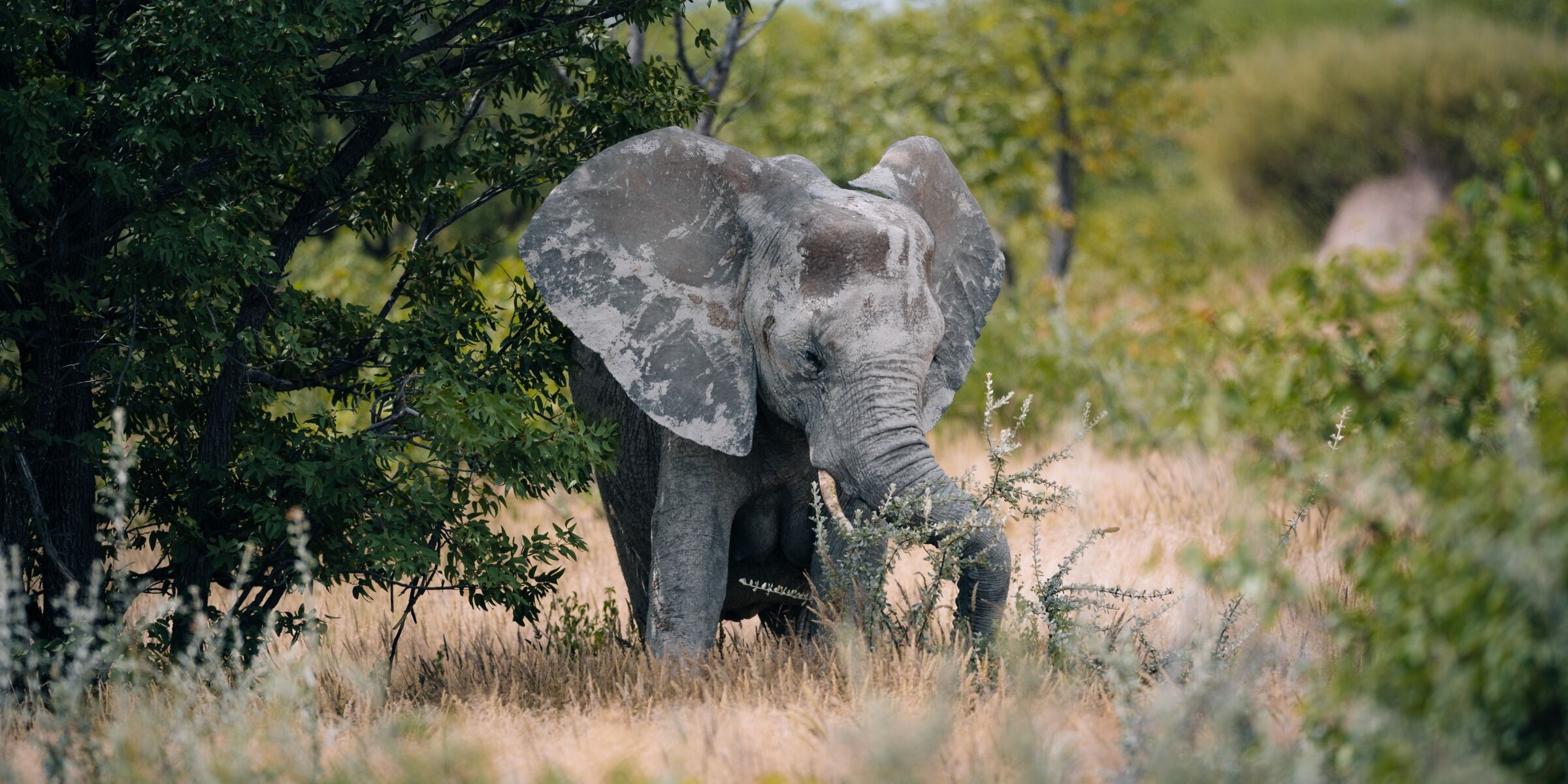 Parc National d'Etosha, Namibie ©Julien Fabro