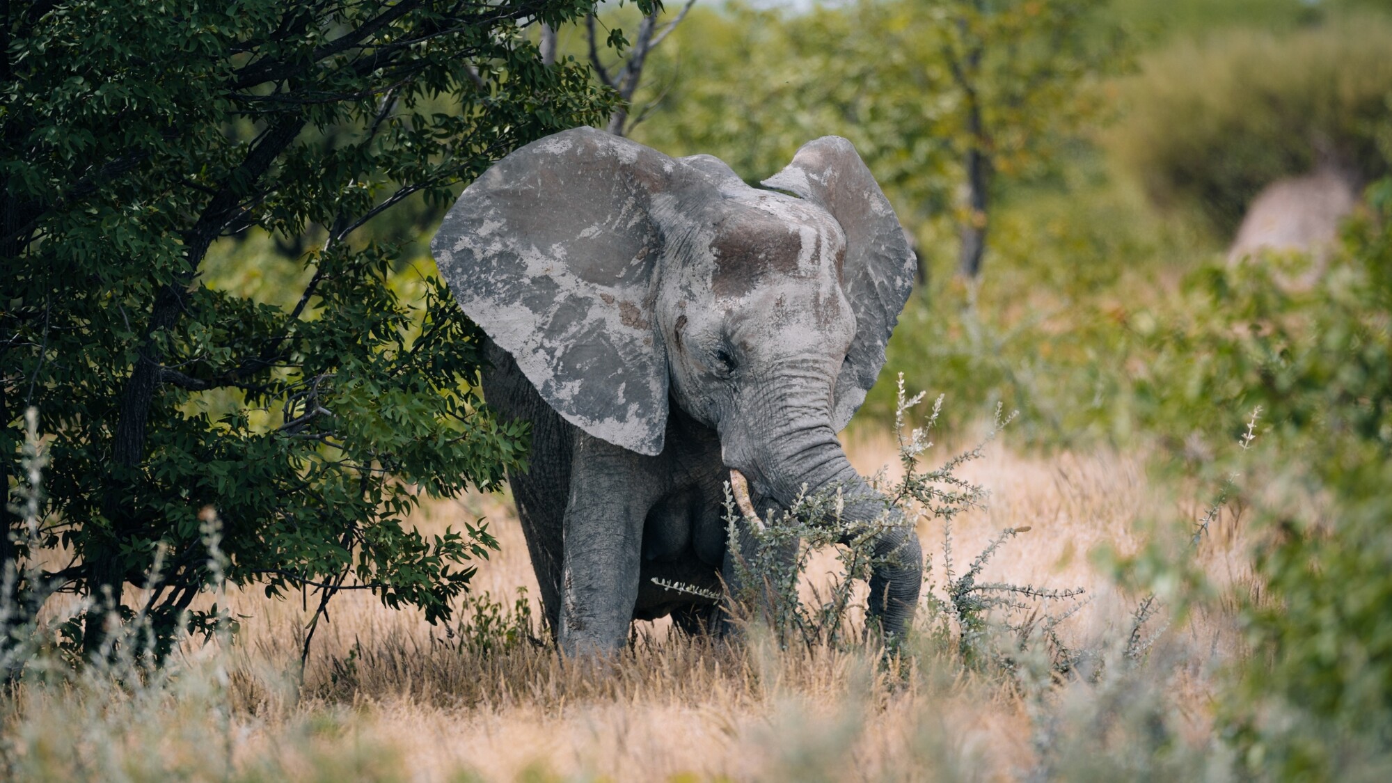 Parc National d'Etosha, Namibie ©Julien Fabro