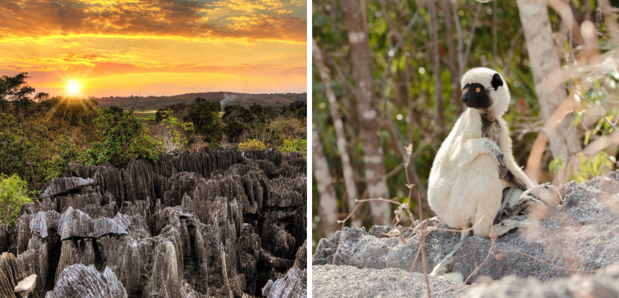 Bienvenue dans les gorges de Bemaraha !