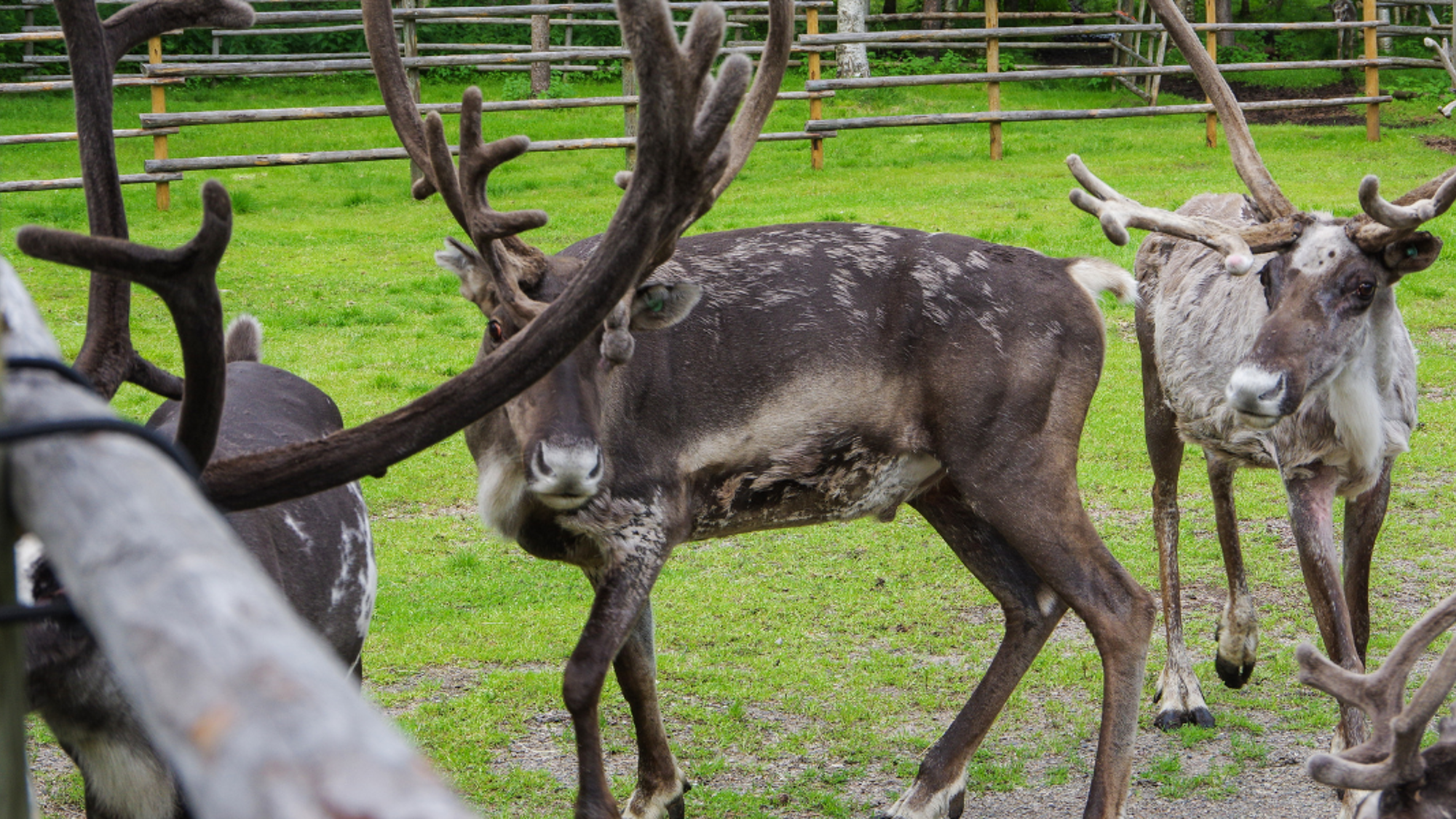 Visitez une ferme de rennes