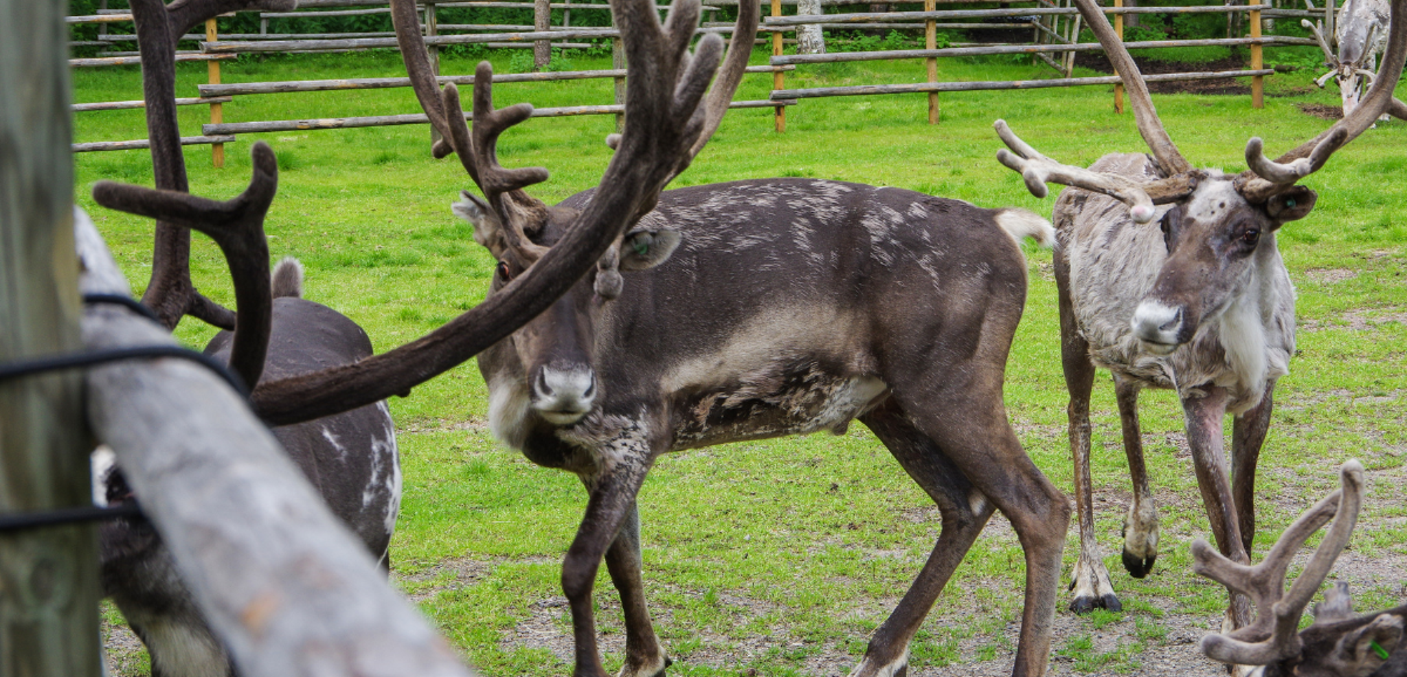 Visitez une ferme de rennes
