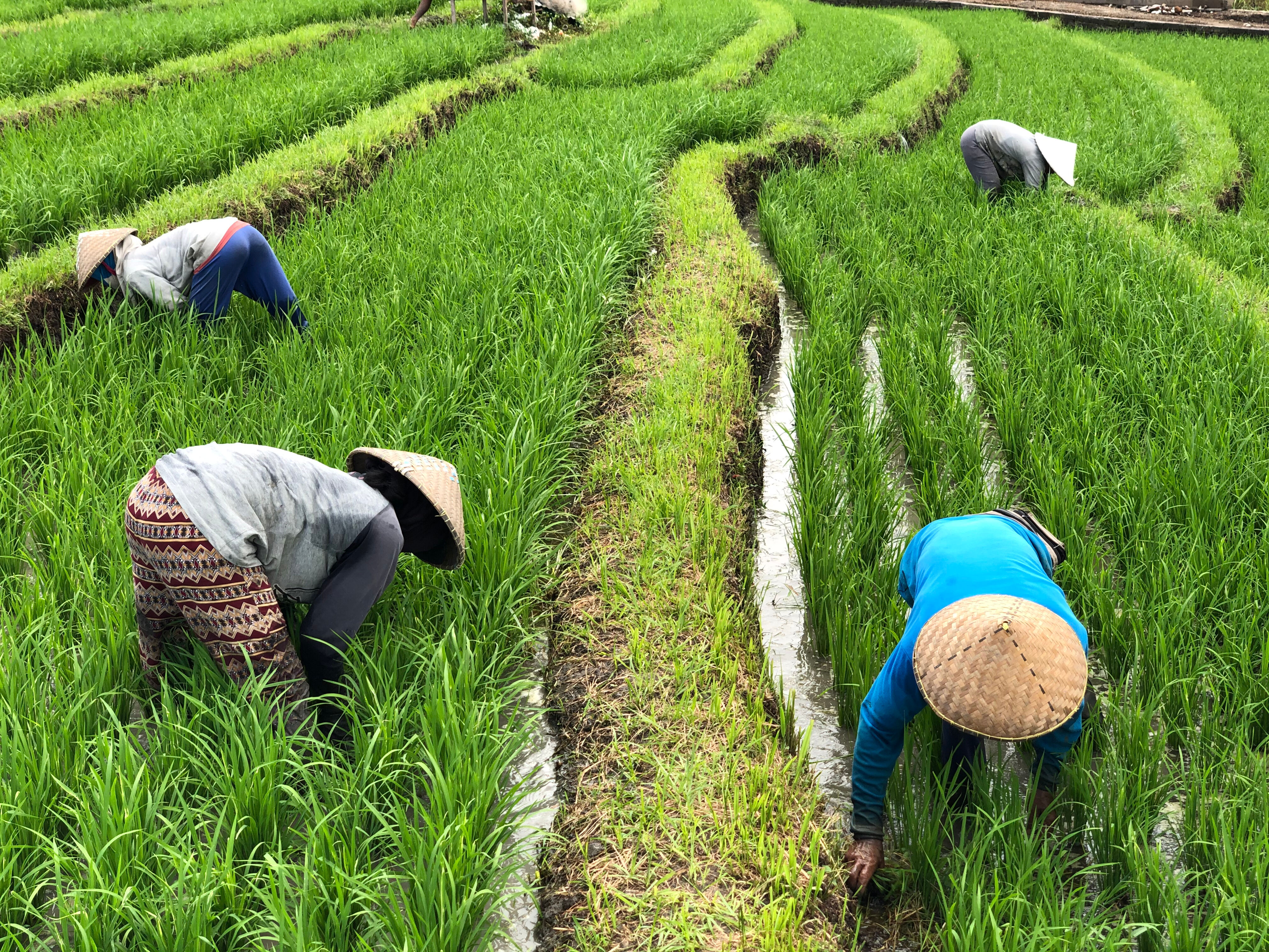 Découvrez le quotidien des balinais 
