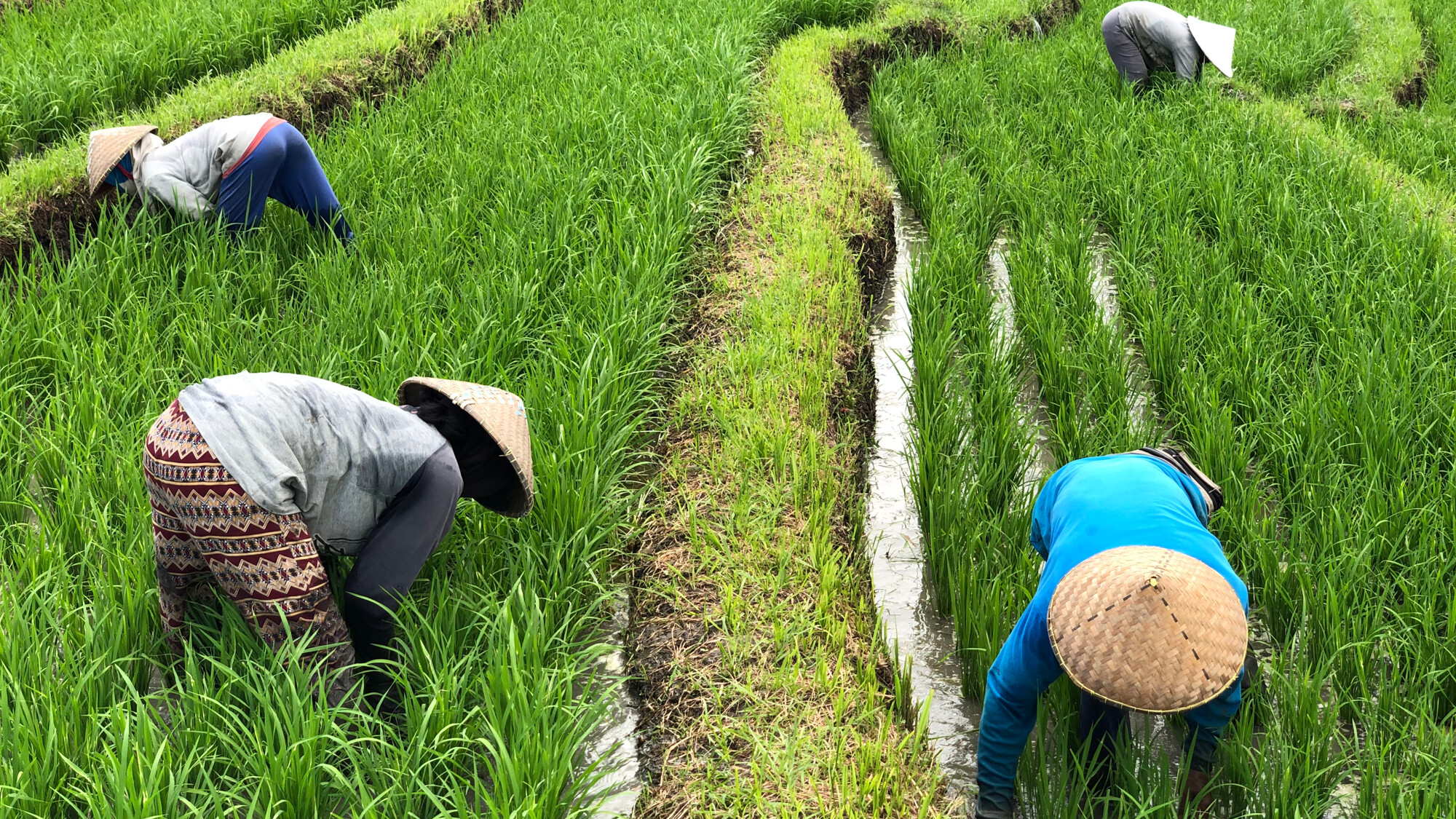 Découvrez le quotidien des balinais