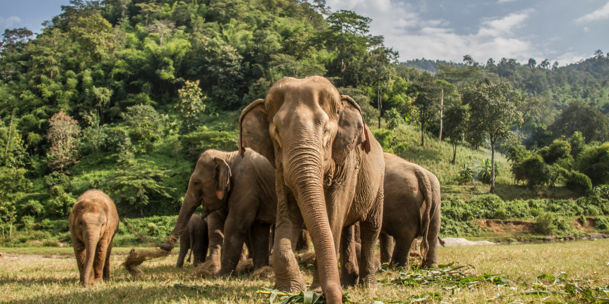 A la rencontre des éléphants... 