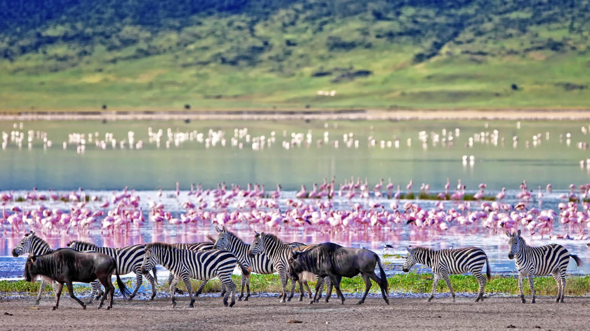 Et les animaux qui y vivent