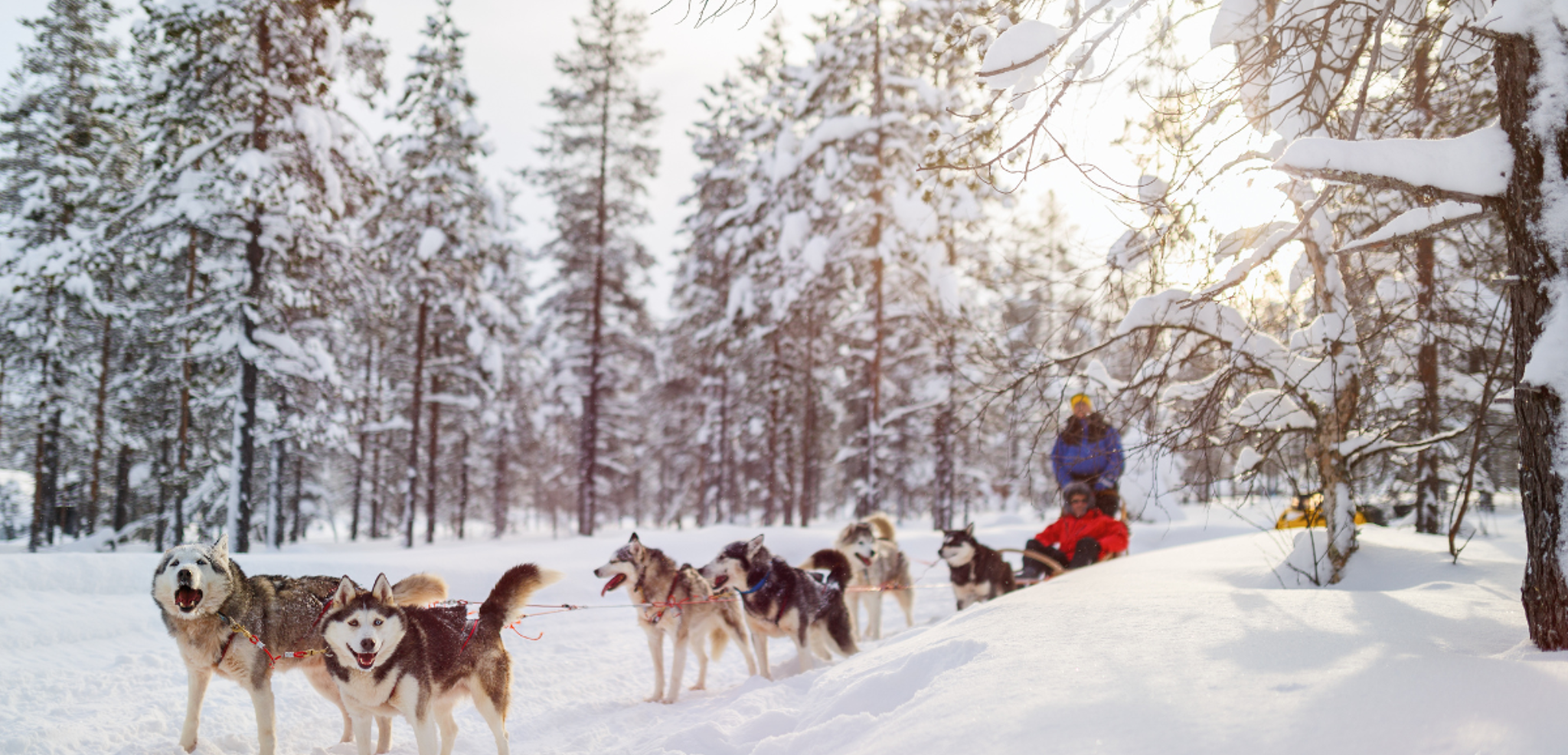 Safari en traineau à chiens