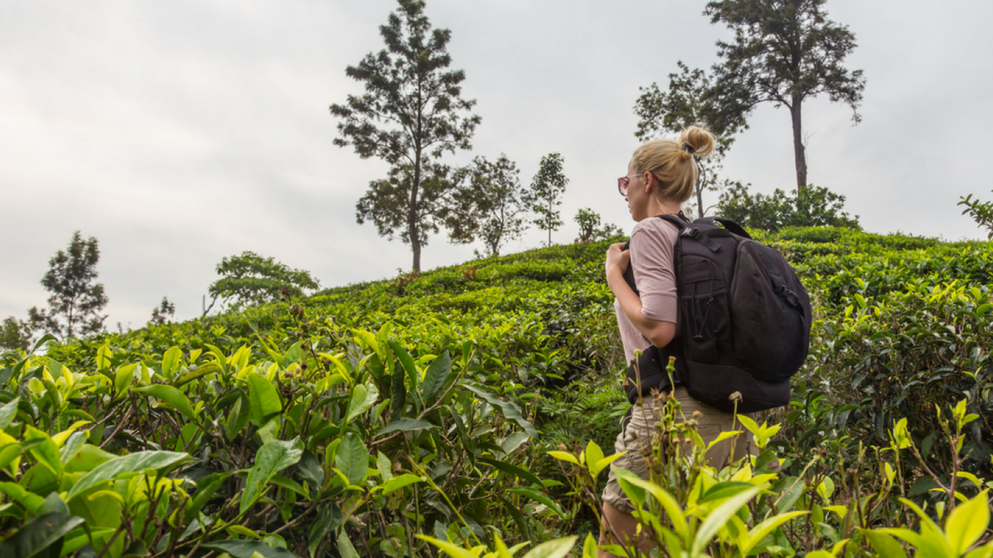 Les plantations de thé d'Ella, Jour 5