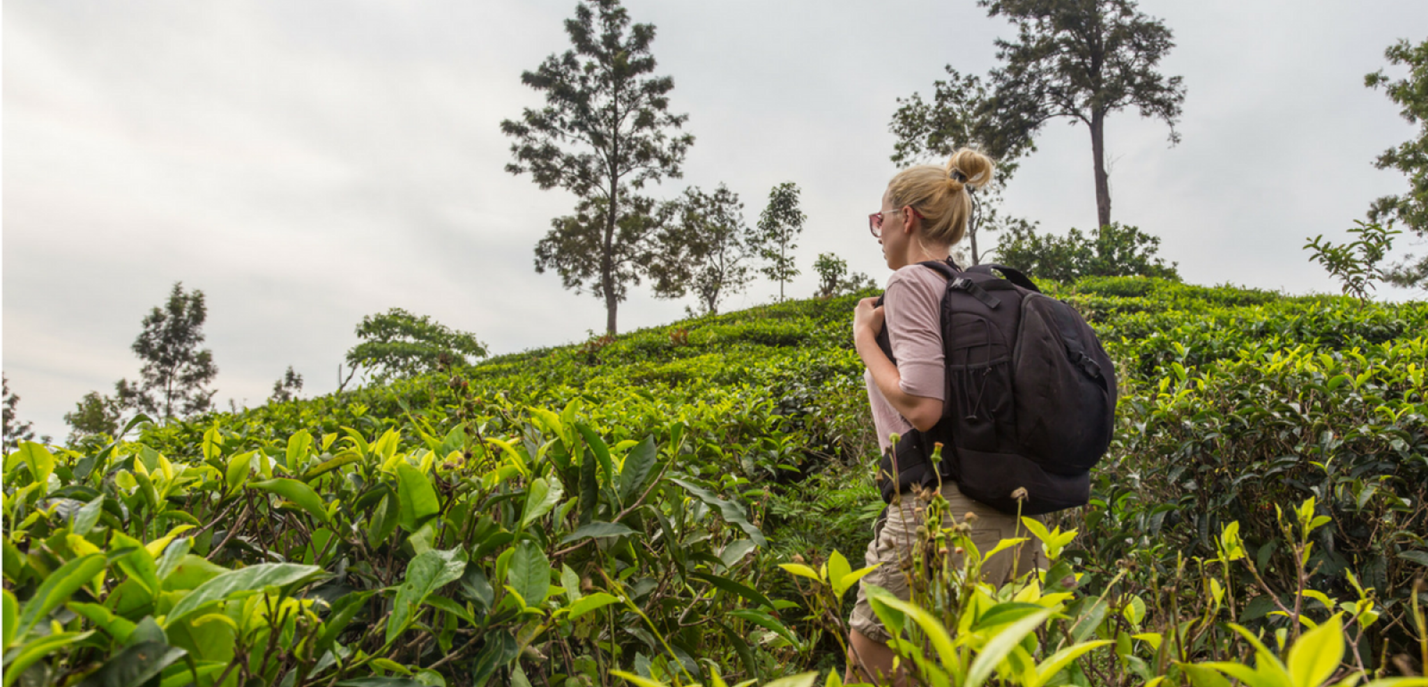 A travers des plantations de thé