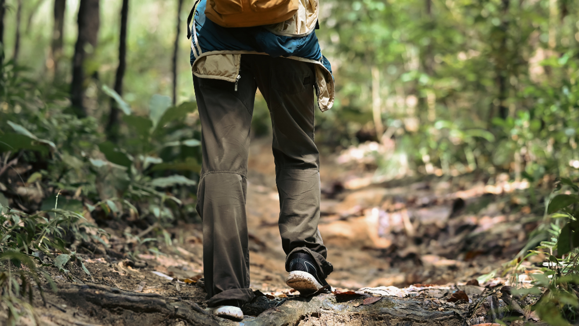 Randonnées au coeur de la forêt tropicale...