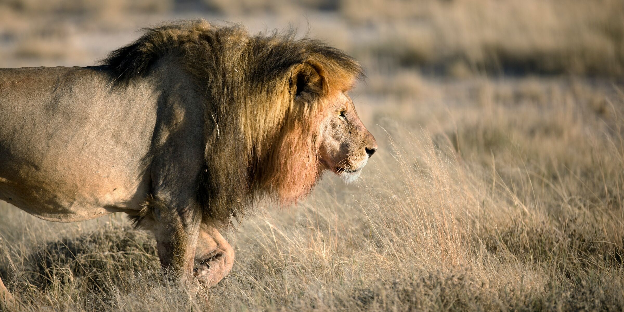 Parc national d'Etosha, Namibie