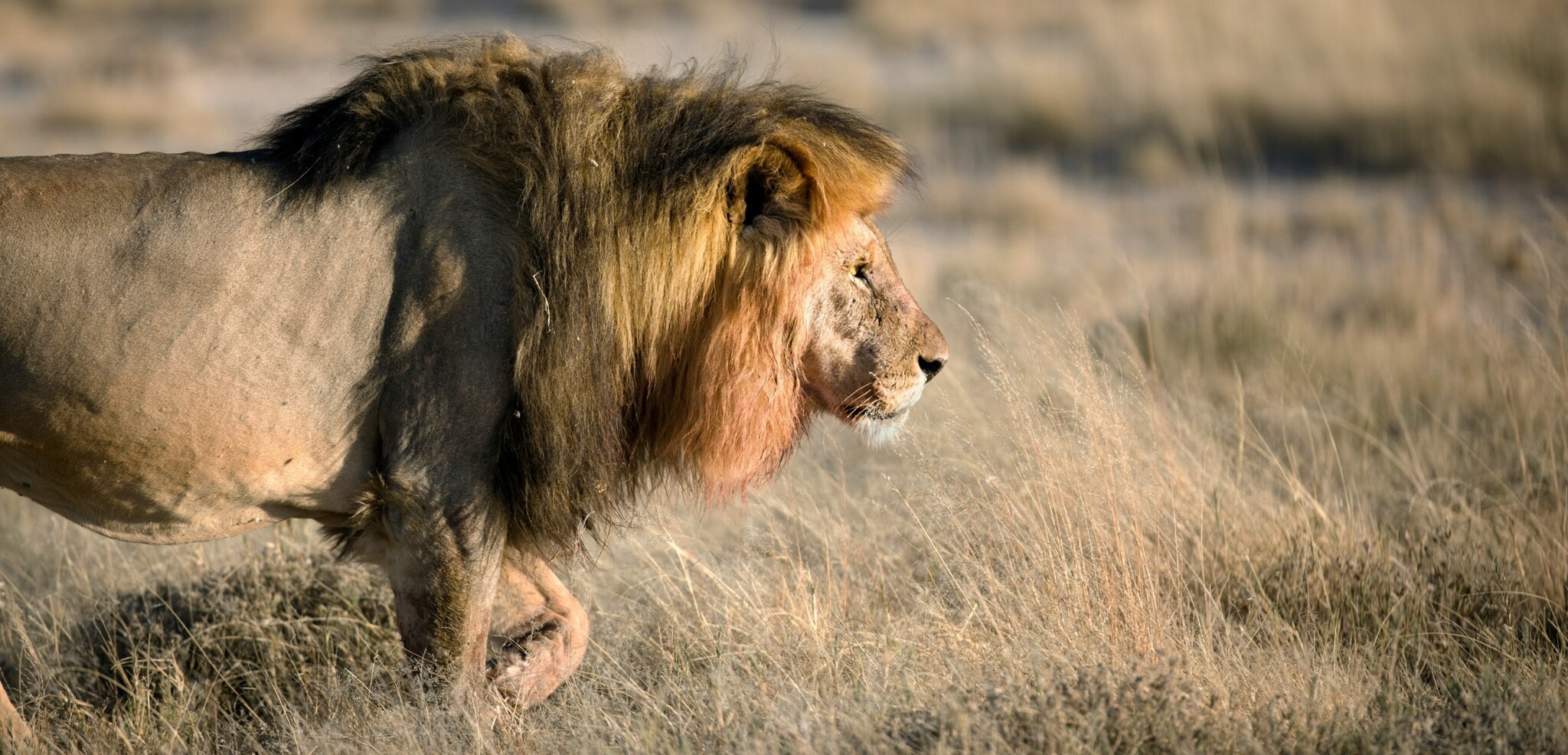 Parc national d'Etosha, Namibie